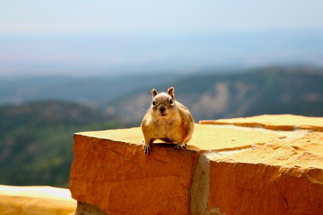 Bryce NP -- Utah Brown Squirrel 