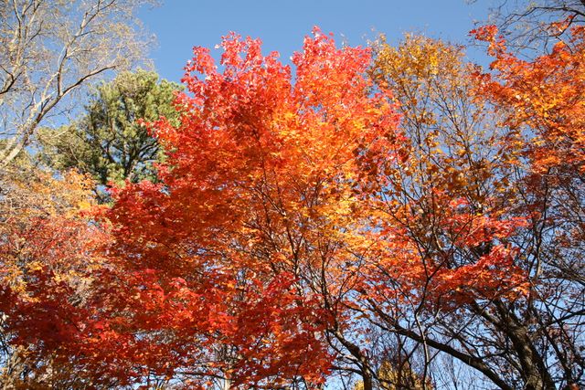 Fall Colors in Park (Red Maple Tree)