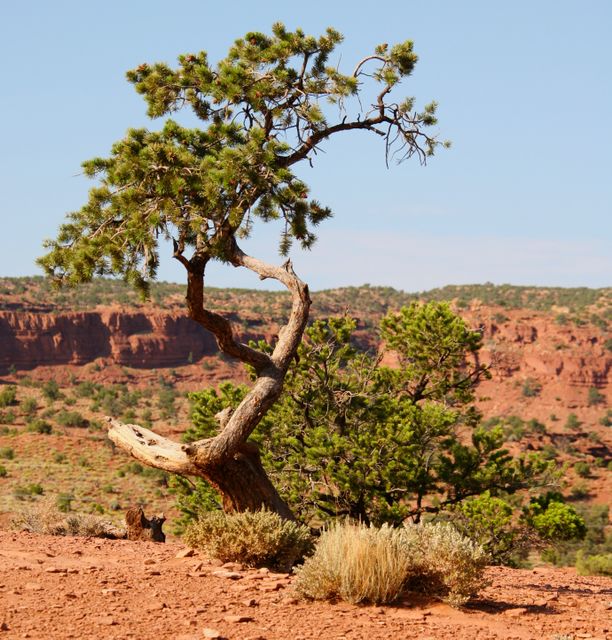Capitol Reef NP -- Lone tree in desert 