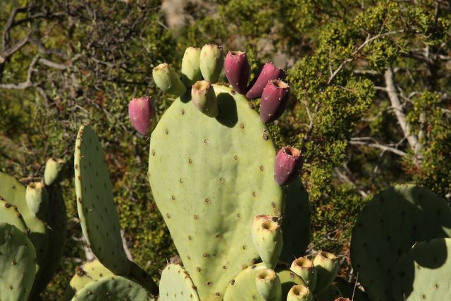 Prickly Pear Cactus 