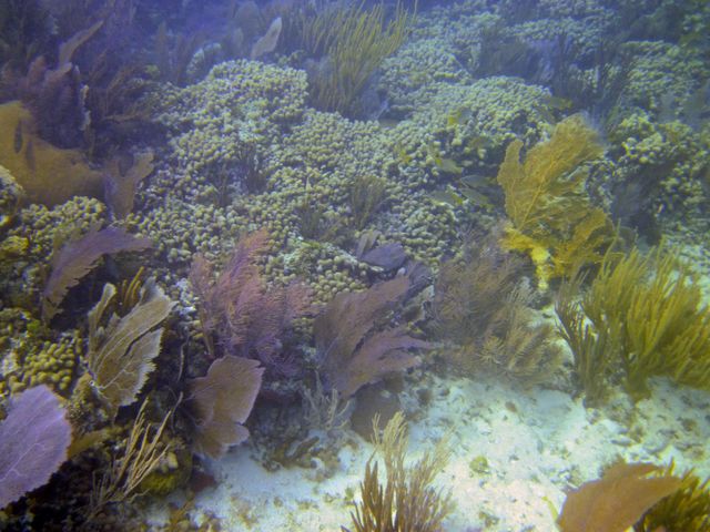 Cayman Diving -- Sea Fans 