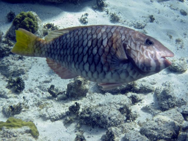 Cayman Diving -- Parrotfish 