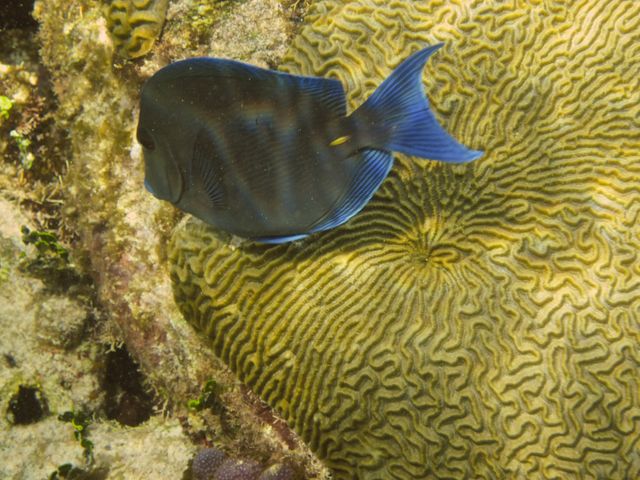Cayman Diving -- Blue Surgeonfish 