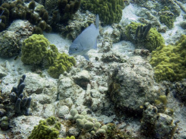Cayman Diving -- Reef Fish 