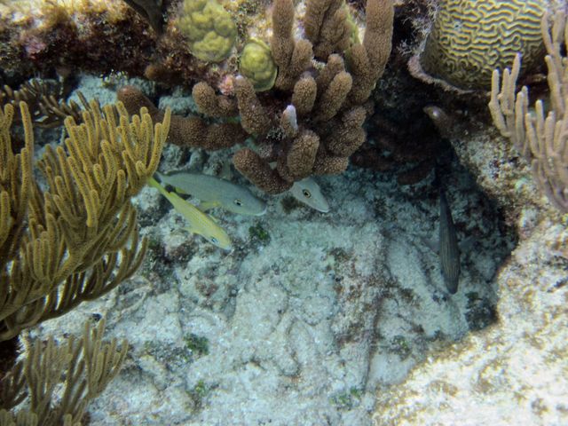 Cayman Diving -- Reef Fish