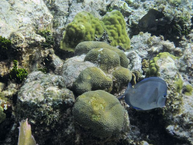 Cayman Diving -- Surgeonfish 