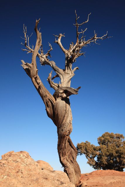 Colorado National Monument - Really Old Tree