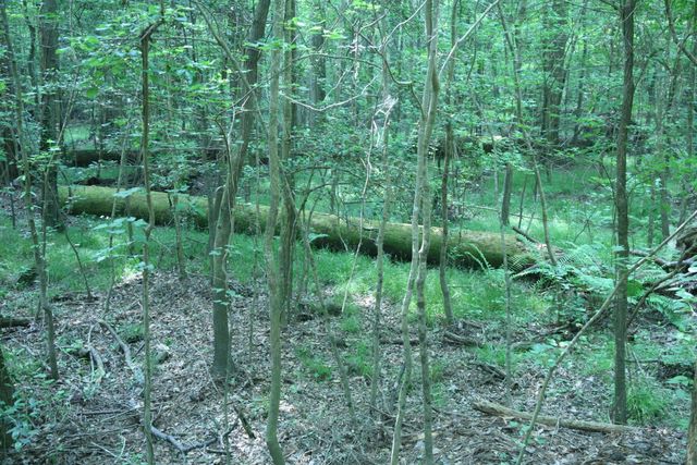 Old Hollow Tree 