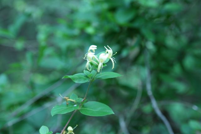 Honeysuckle 