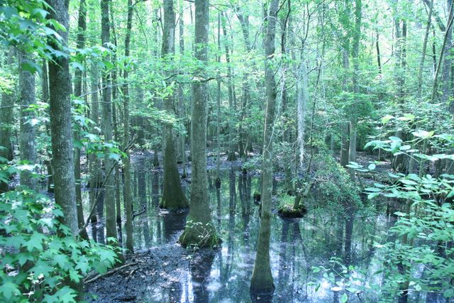 Bald Cypress Grove 