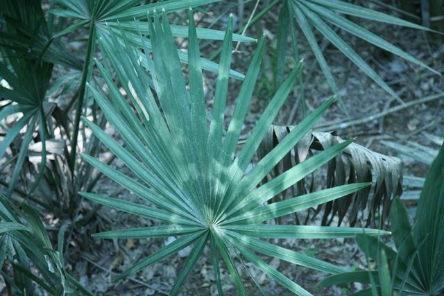 Cabbage Palm 