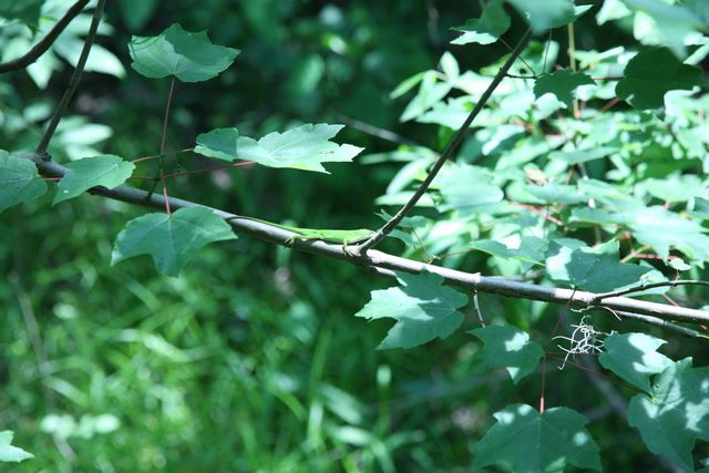 Red Maple Leaves 