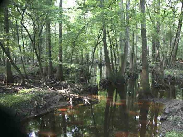 Bald Cypress Grove 