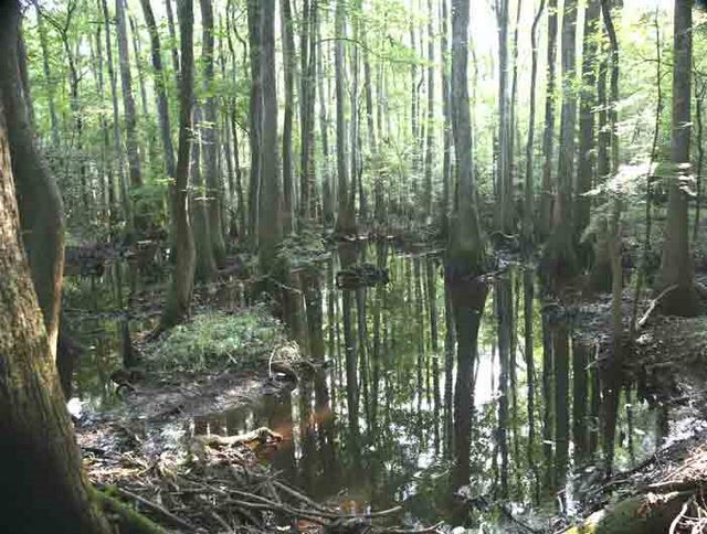 Bald Cypress Grove 