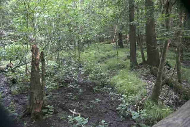 Old Growth Forest 