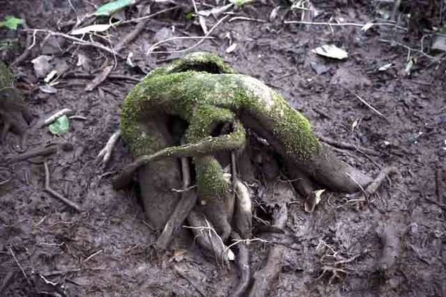 Bald Cypress Root 