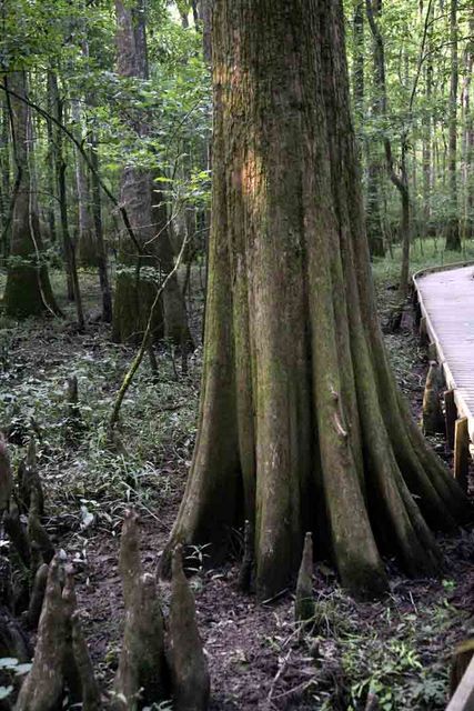 Bald Cypress 