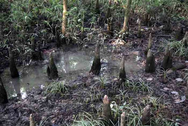 Bald Cypress Knees