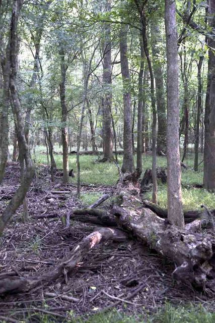 Mixed Bottomland Hardwoods 