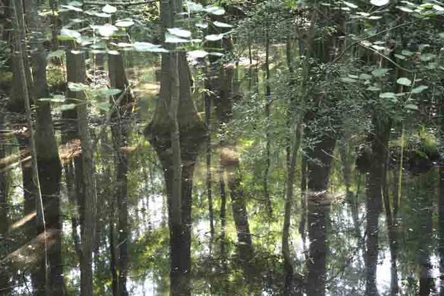 Bald Cypress 