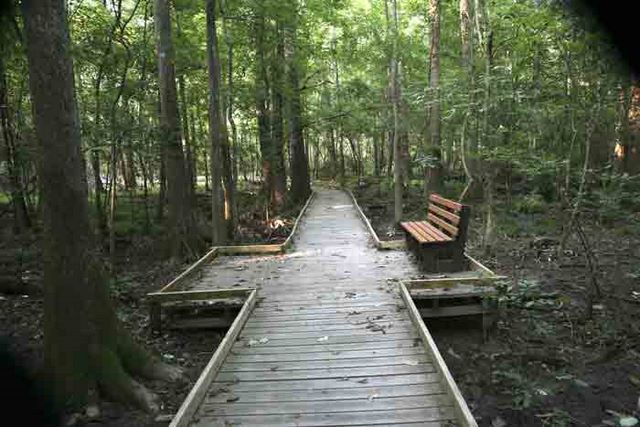 Lower Board Walk 