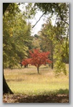 Framed Dogwood Tree
