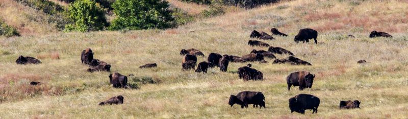 Bison Herd 