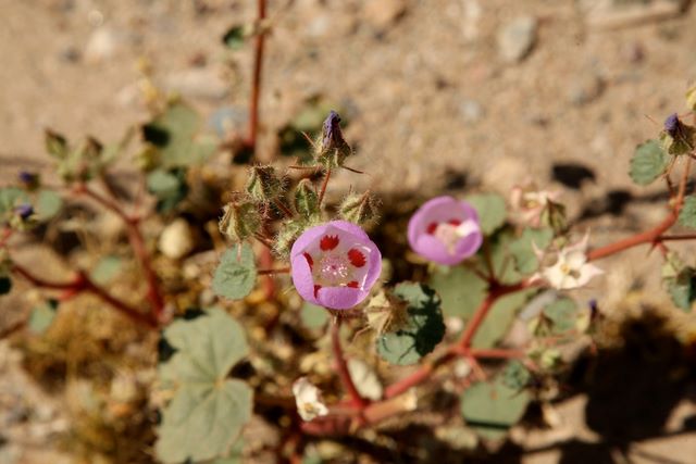 Desert five-spot flower