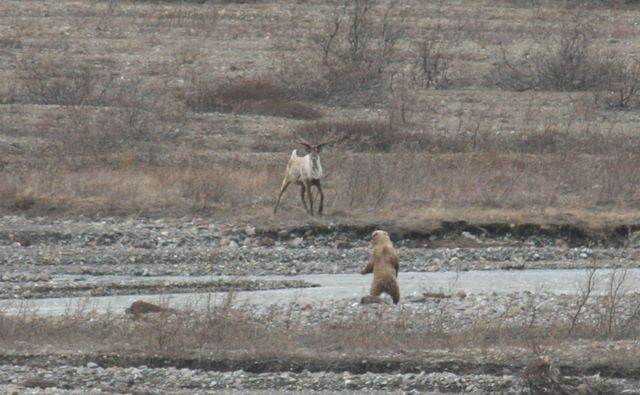 Standoff (Brown Bear and Caribou)
