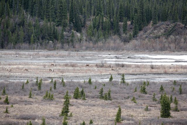 Caribou Herd 