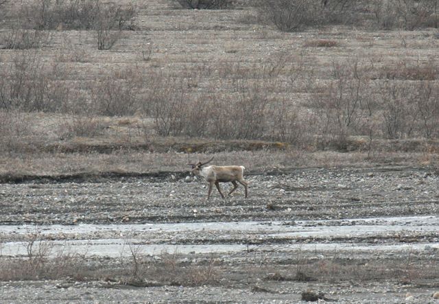 Lone Caribou 