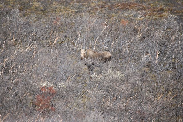 Female Moose 