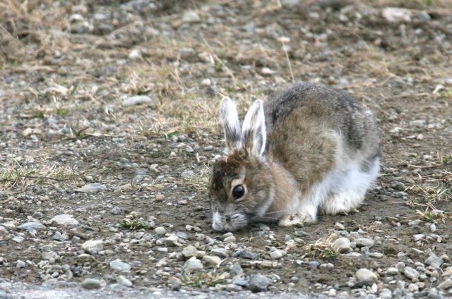 Snowshoe Hare 