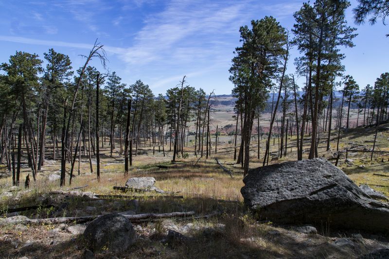 Pine forest at the base of Devils Tower