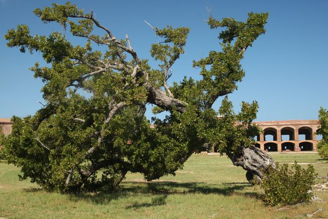 Dry Tortugas - A wind torn Tree 