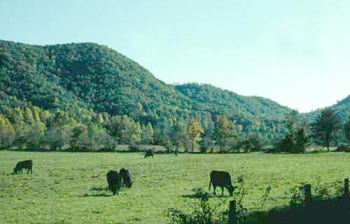 Pasture in Eastatoe Valley 