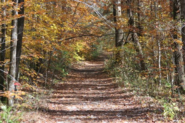 Path to the Falls 