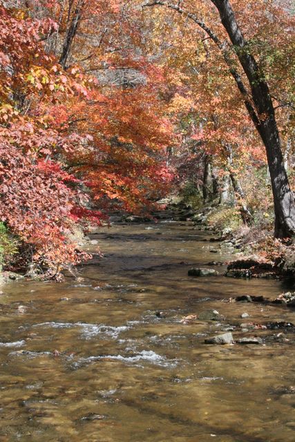 Creek below the falls