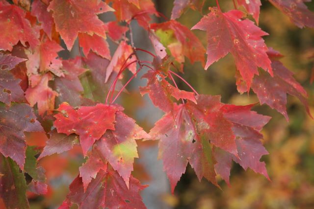Red Maple Leaves 