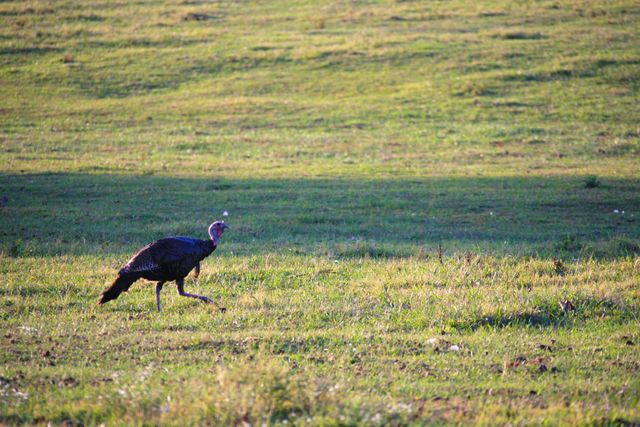 GMS Cades Cove -- Wild Turkey