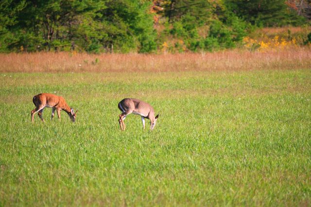 GMS Cades Cove  -- White Tail Deer 