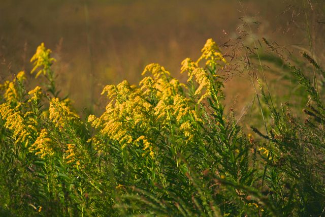 GMS Cades Cove -- Goldenrod 