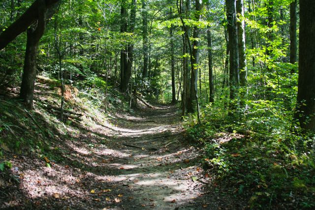 GMS Cades Cove -- One of the many hiking trails