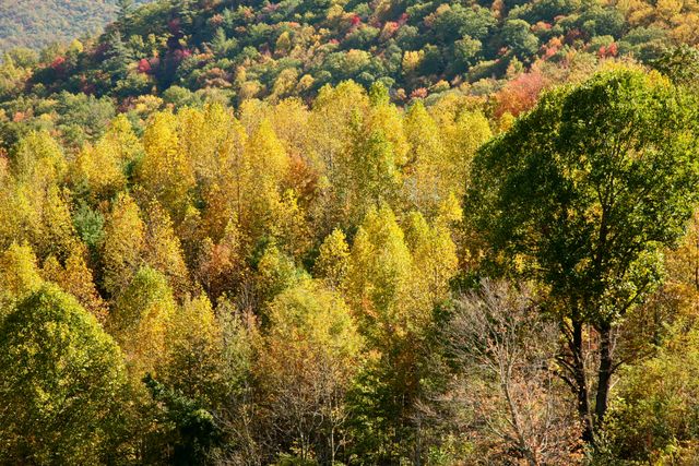 GSM_Cataloochee -- Overlook on Cove Creek Road