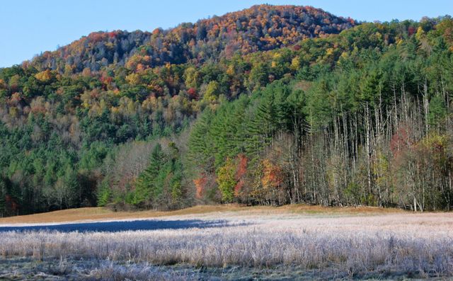 GSM_Cataloochee -- Cold Elk pasture