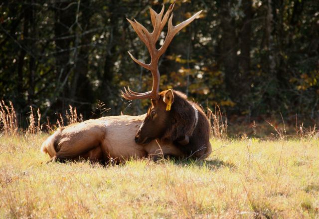 GSM_Cataloochee -- Bull Elk 