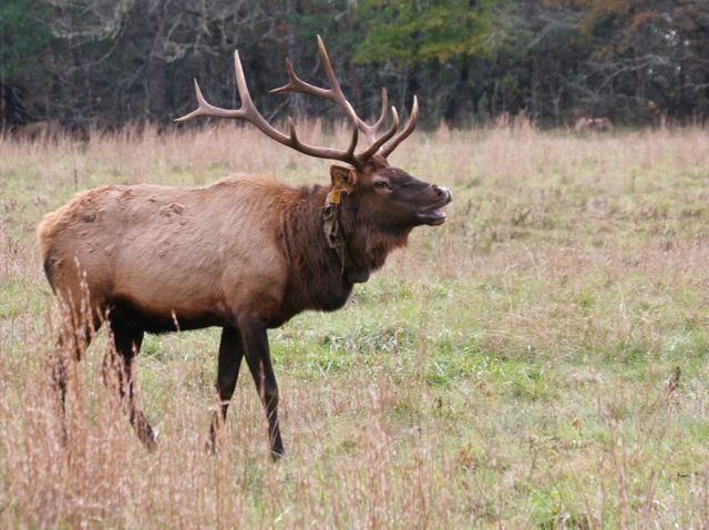 GSM_Cataloochee -- Elk Bugling