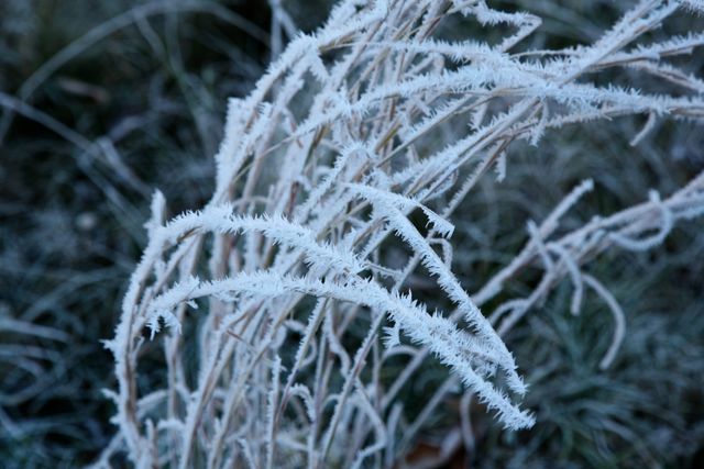 GSM_Cataloochee -- Frost on broomstraw 