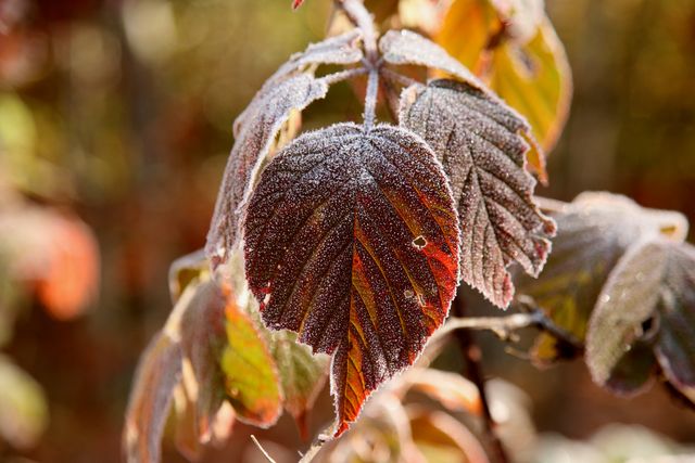 GSM_Cataloochee -- Cold Dogwood leaves 