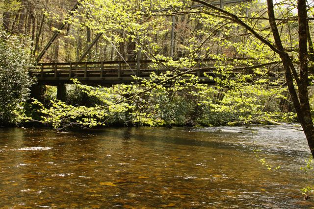 GSM_Cataloochee -- Bridge over Cataloochee Creek